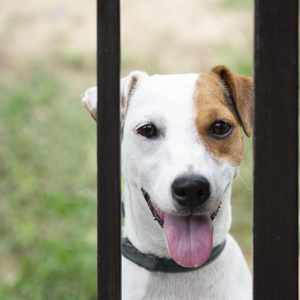 Dog Proof Fencing Worcestershire