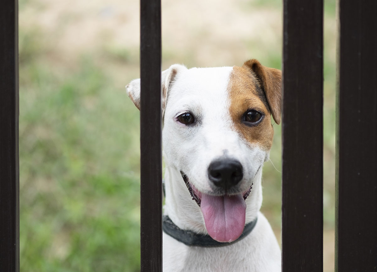 Dog Proof Fencing Worcestershire