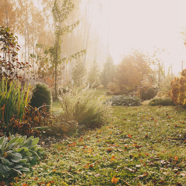 Winter Garden Maintenance Worcestershire