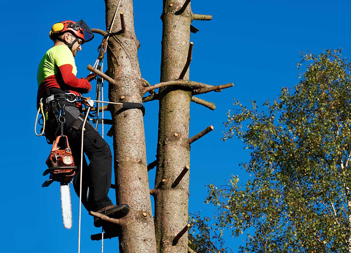 Tree Surgeon Malvern Worcestershire