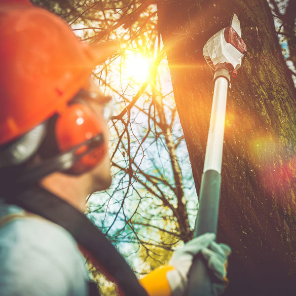 Tree Surgeon In Worcestershire