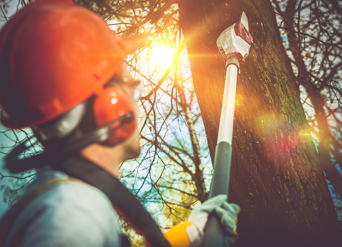Tree Surgeon In Worcestershire